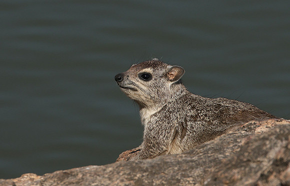 Hwange NP
