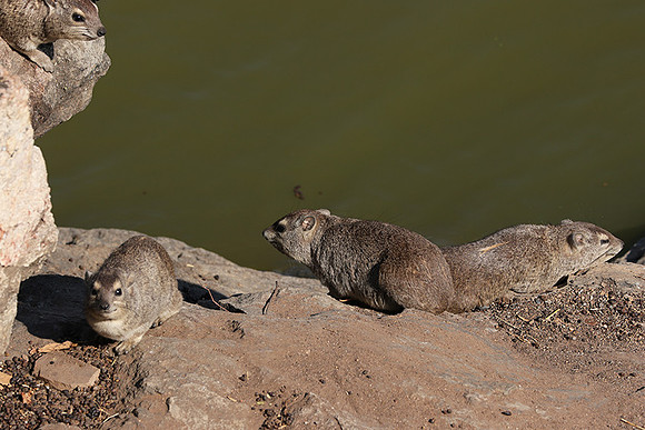 Hwange NP