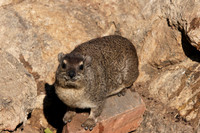 Hwange NP