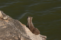 Hwange NP