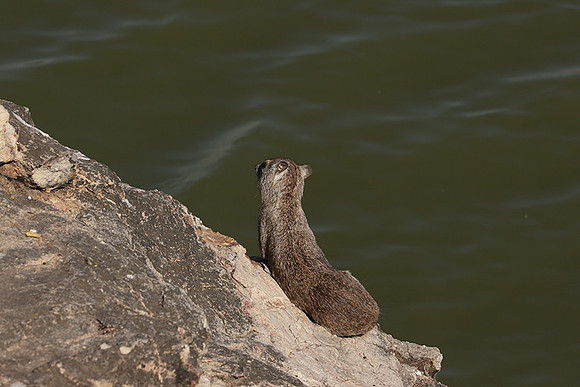 Hwange NP