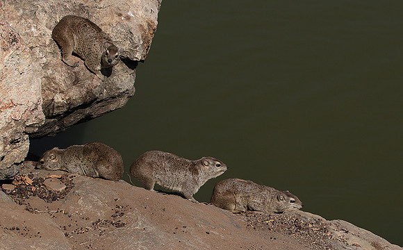 Hwange NP