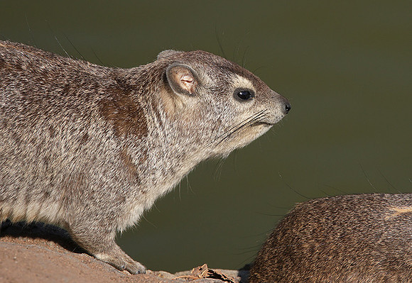 Hwange NP