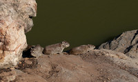 Hwange NP