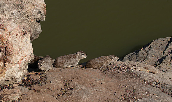 Hwange NP