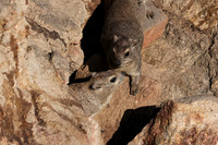 Hwange NP