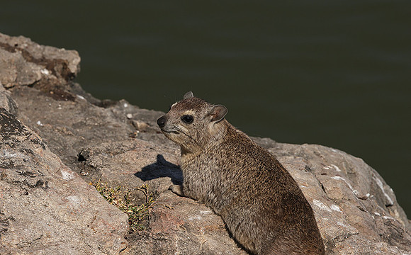 Hwange NP