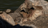 Hwange NP