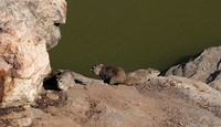 Hwange NP