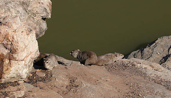 Hwange NP