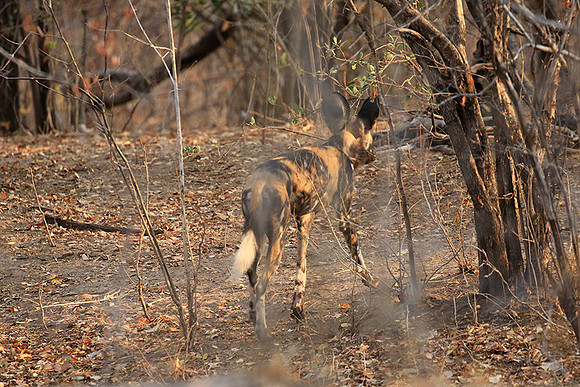 Mana Pools National Park