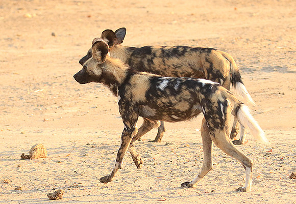 Mana Pools National Park