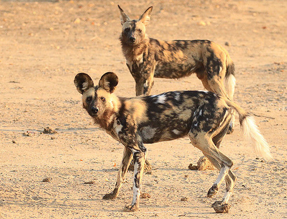 Mana Pools National Park
