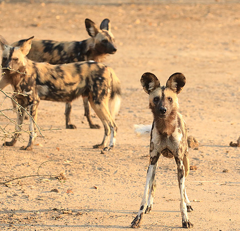 Mana Pools National Park
