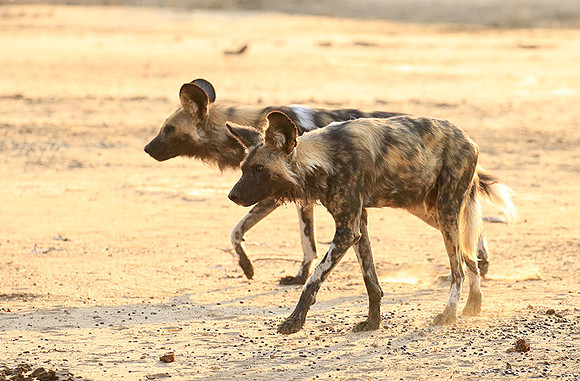 Mana Pools National Park