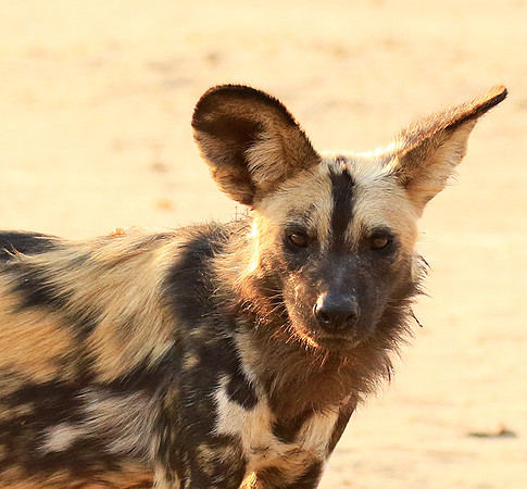 Mana Pools National Park