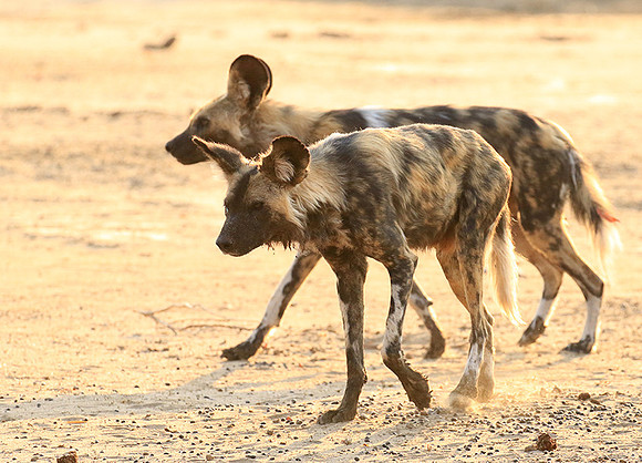 Mana Pools National Park