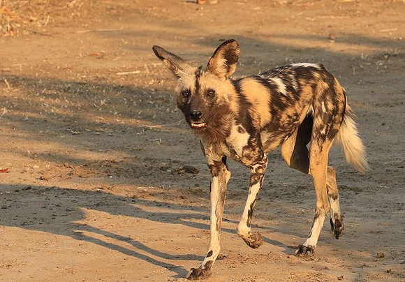 Mana Pools National Park