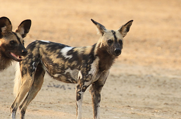 Mana Pools National Park