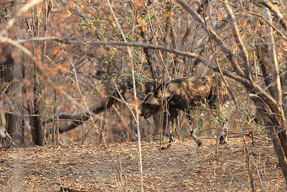 Mana Pools National Park