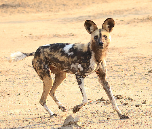 Mana Pools National Park