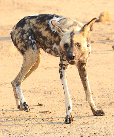 Mana Pools National Park