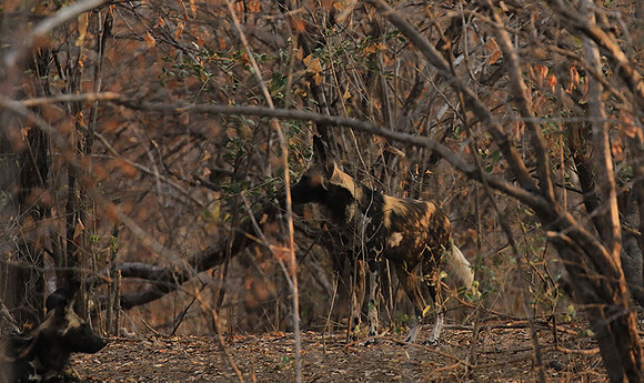 Mana Pools National Park