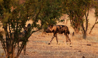Tembo Plains