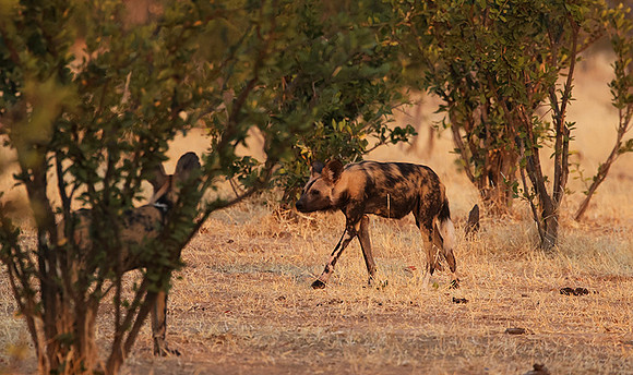 Tembo Plains