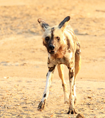 Mana Pools National Park