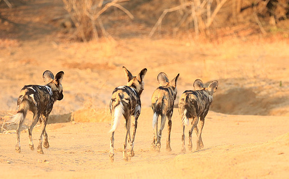 Mana Pools National Park