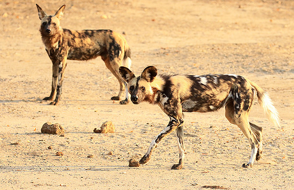 Mana Pools National Park