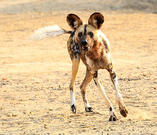 Mana Pools National Park