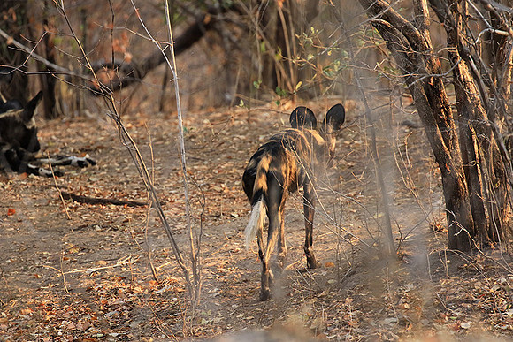 Mana Pools National Park