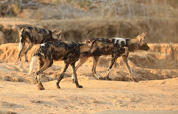 Mana Pools National Park