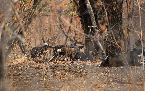 Mana Pools National Park