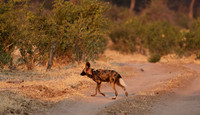 Tembo Plains