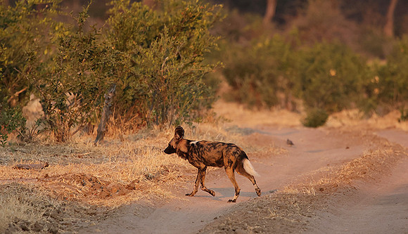 Tembo Plains