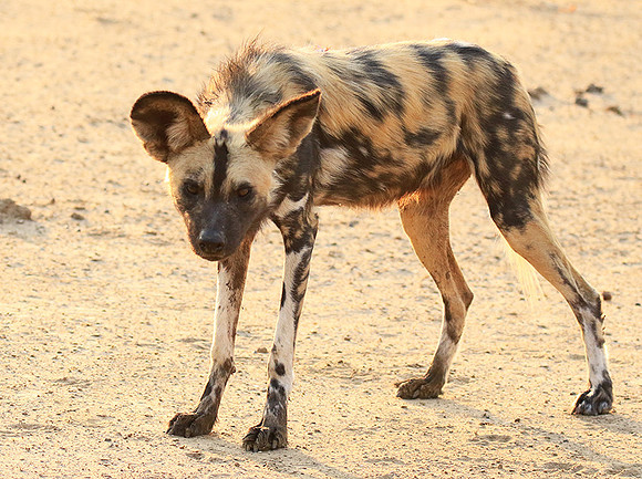 Mana Pools National Park