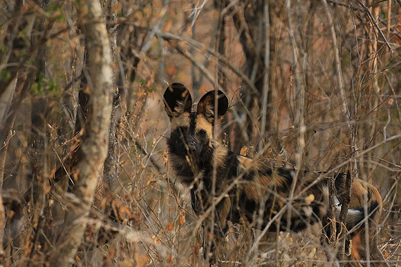 Mana Pools National Park