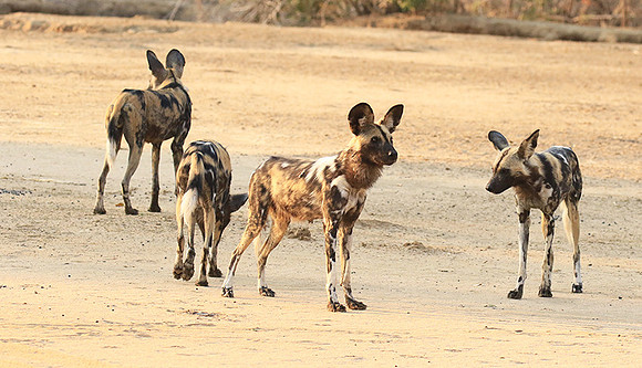 Mana Pools National Park