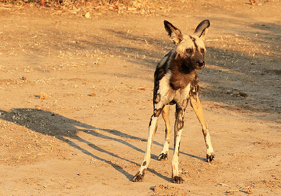 Mana Pools National Park