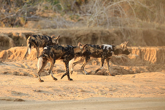 Mana Pools National Park