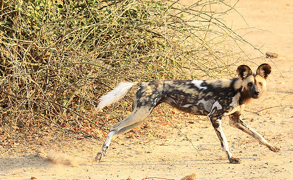 Mana Pools National Park