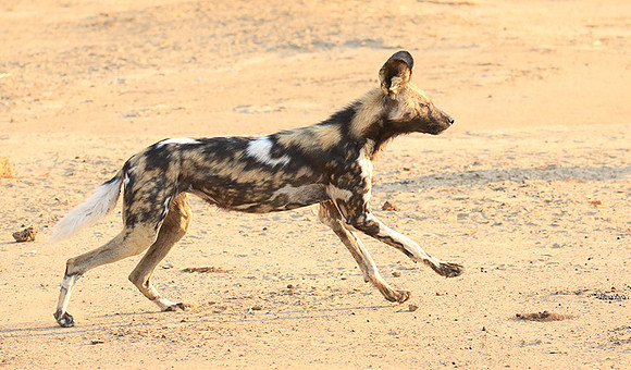 Mana Pools National Park