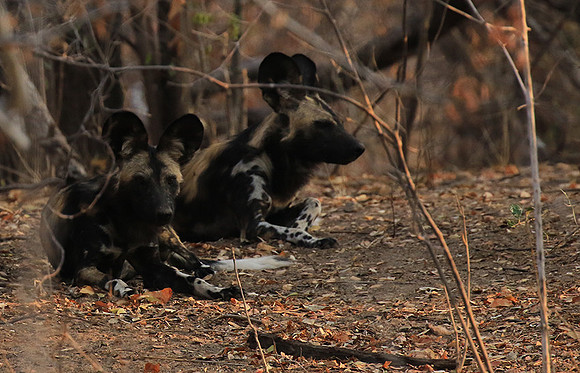 Mana Pools National Park
