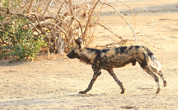 Mana Pools National Park