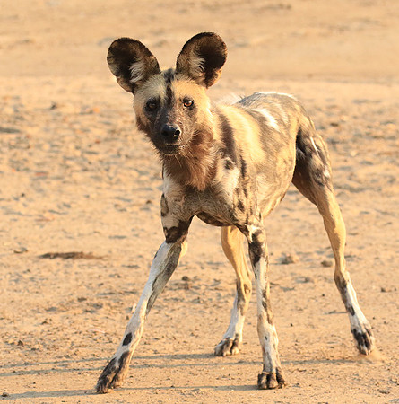 Mana Pools National Park