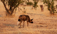 Tembo Plains