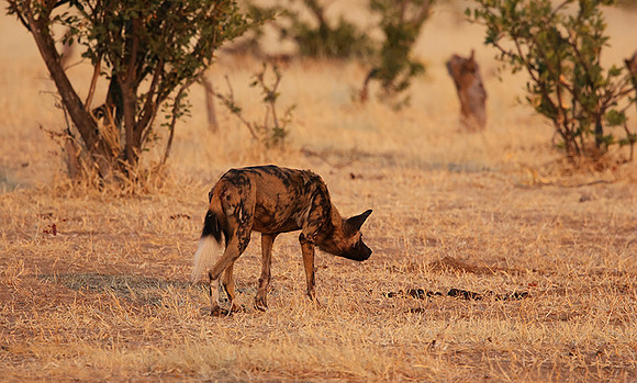 Tembo Plains